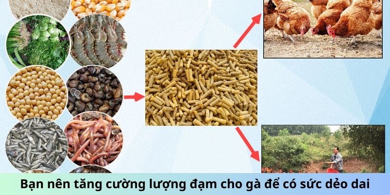 Bạn nên tăng cường lượng đạm cho gà để có sức dẻo dai