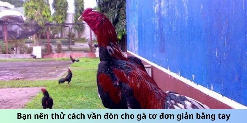 Bạn nên thử cách vần đòn cho gà tơ đơn giản bằng tay