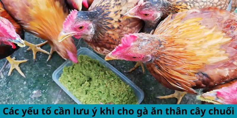 Các yếu tố cần lưu ý khi cho gà ăn thân cây chuối