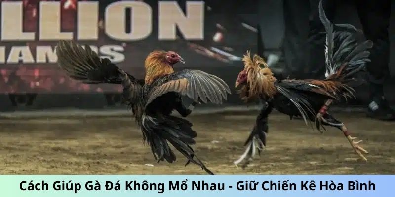 Cách giúp gà đá không mổ nhau - Tách đàn kê