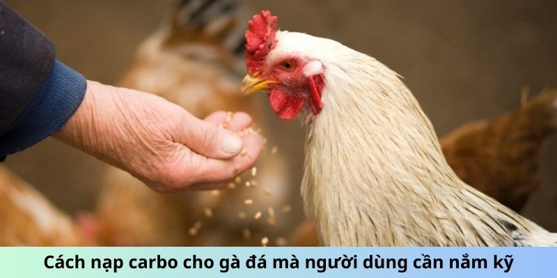 Cách nạp carbo cho gà đá mà người dùng cần nắm kỹ