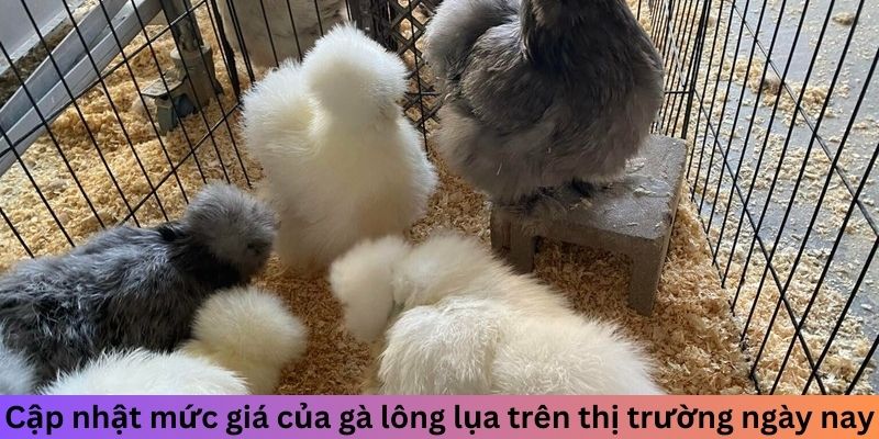 Cập nhật mức giá của gà Lông Lụa trên thị trường ngày nay