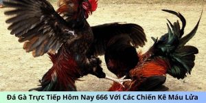 đá gà trực tiếp hôm nay 666