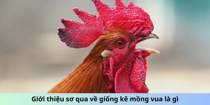 Giới thiệu sơ qua về giống kê Mồng Vua là gì?