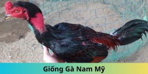 Giống gà Nam Mỹ