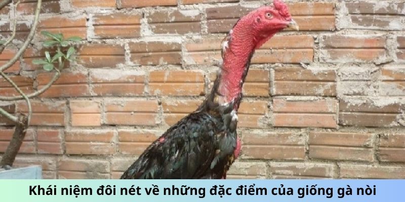 Khái niệm đôi nét về những đặc điểm của giống gà Nòi