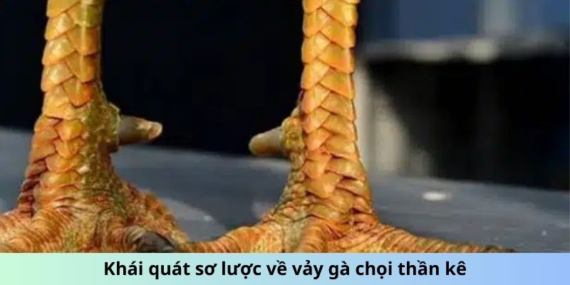 Khái quát sơ lược về vảy gà chọi thần kê