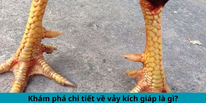 Khám phá chi tiết về vảy kích giáp là gì?