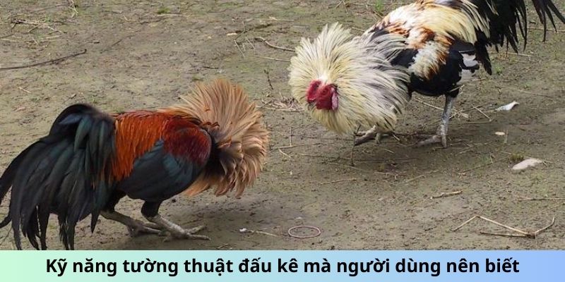 Kỹ năng tường thuật đấu kê mà người dùng nên biết