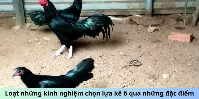 Loạt những kinh nghiệm chọn lựa kê ô qua những đặc điểm