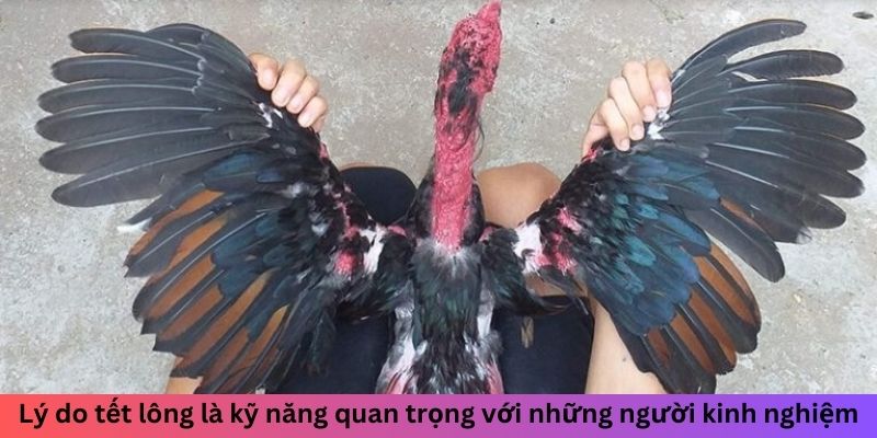 Lý do tết lông là kỹ năng quan trọng với những người kinh nghiệm