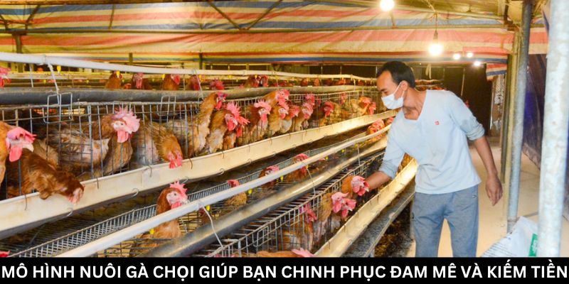 Mô hình nuôi gà chọi: Chuẩn bị kỹ thuật cho người mới bắt đầu