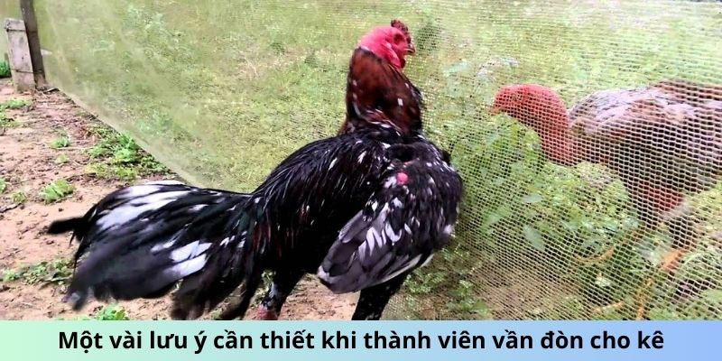 Một vài lưu ý cần thiết khi thành viên vần đòn cho kê