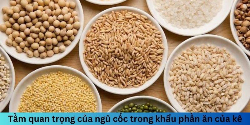 Tầm quan trọng của ngũ cốc trong khẩu phần ăn của kê