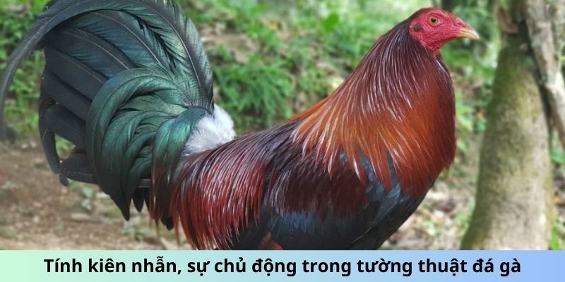 Tính kiên nhẫn, sự chủ động trong tường thuật đá gà