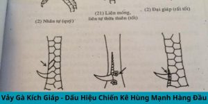 vảy gà kích giáp