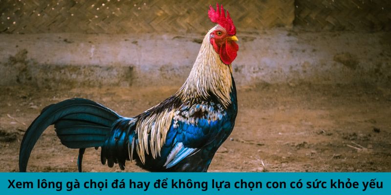 Xem lông gà chọi đá hay để không lựa chọn con có sức khỏe yếu