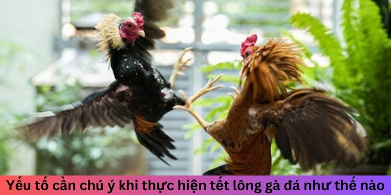 Yếu tố cần chú ý khi thực hiện tết lông gà đá như thế nào