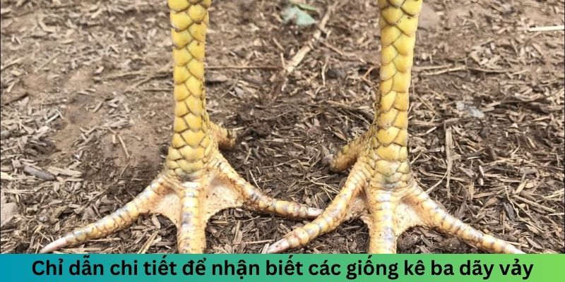 Chỉ dẫn chi tiết để nhận biết các giống kê ba dãy vảy